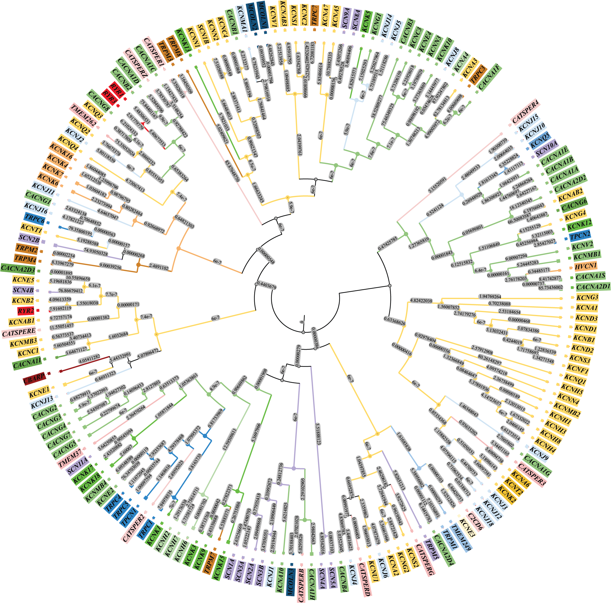 Voltage-gated ion channels phylogenetic tree